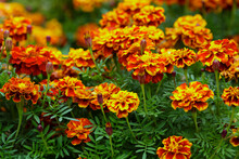 Orange Marigold Or Tagetes Flowers On Garden. Close Up Marigold Flowers (Tagetes Erecta, Gold Marigold Flower). Floral Background