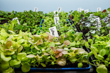 Lettuce and other vegetable seedlings growing under LED grow lights indoors in seed starting trays for a home garden