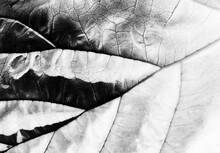 Abstract Black And Wite Invert Nature Veins Leaves Close Up Of A Leaf Texture Background Plant Detail Macro Contrast Fine Art Print Reversed Inverted Monochrome