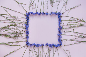 Wall Mural - Square frame made of blue cornflowers on pastel pink background. Copy space mockup template. Flat lay, top view