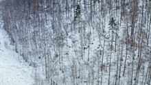 Aerial View Of A Herd Of Wild Deer On A Mountainside In A Snowy Winter Forest.