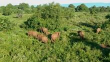 Aerial View Of Elephants Family Grazing In Udawalawe National Park, Sri Lanka