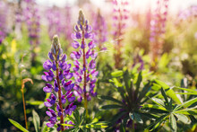 Purple Lupin Flowers Spikes Blooming In Summer Field. Landscape With Purple Violet Blossoms In Morning