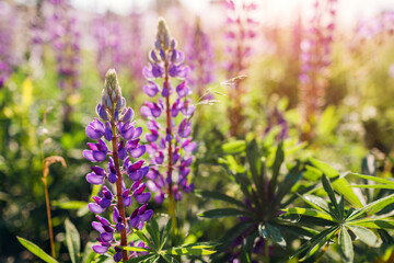 Purple lupin flowers spikes blooming in summer field. Landscape with purple violet blossoms in morning