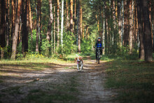 Happy Beagle Dog Pet Running Together With His Owner Cyclist In Summer Forest. Healthy Outdoor Activities. Traveling With A Dog