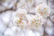 © hakofac - 下から見上げた満開の桜のアップ／Close-up of cherry blossoms in full bloom, viewed from below