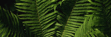 Green Fern Leaves Petals Background. Vibrant Green Foliage. Tropical Leaf. Exotic Forest Plant. Botany Concept. Ferns Jungles Close Up. Jungle Atmosphere And Calm Zen Meditation