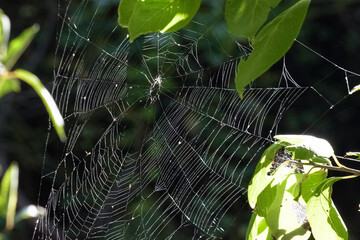 spider on web