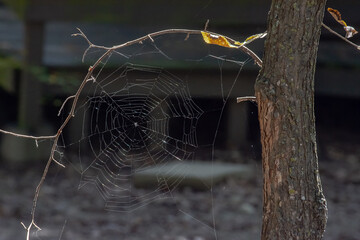 spider on the web