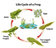 Frog Life Cycle with adult frog, eggs, tadpoles, and young froglet. Frog pond with waterlilies, cattails, and rocks.