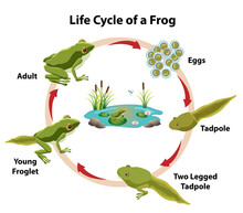 Frog Life Cycle With Adult Frog, Eggs, Tadpoles, And Young Froglet. Frog Pond With Waterlilies, Cattails, And Rocks.