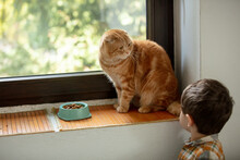 Red Scottish Fold Cat Is Sitting On The Window Sill, And A Little Boy Is Standing Nearby