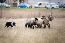 Black And White Border Collie Learns To Herd A Flock Of Sheep In A Pen. Sports Standard For Dogs On The Presence Of Herding Instinct.