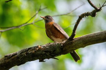 Wall Mural - robin on a branch