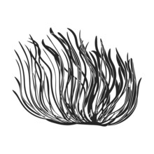Seaweed Vector Icon.Black Vector Icon Isolated On White Background Seaweed.