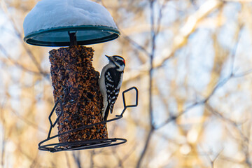 Wall Mural - small downy woodpecker at feeder in winter
