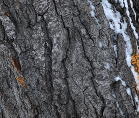 natural background - bark texture extreme closeup