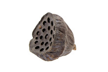 Dried Lotus Flower Pod With Seeds In Holes Isolated On White