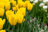 Fototapeta Tulipany - Yellow tulips in the garden. Place for text with congratulations.