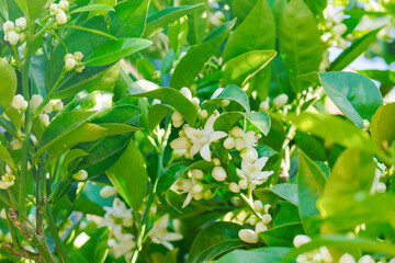 Wall Mural - Blossom orange tree. Branch of orange tree with white flowers close up in the garden in sunny day.