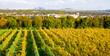 View of vineyard on the Seine River shore terrace on the outskirts of Paris.