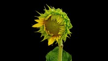 Sunflower Head Opening Timelapse On Black