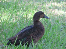 American Black Duck Waddling In The Green Grass In Florida.