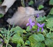 Wild violets in winter 