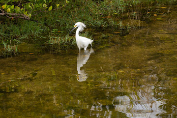 Pretty Snowy Egret Shore Bird In Florida