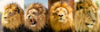 Lion Moods Portrait of a lion named Izu in his prime showing his different moods from aggressive to reflective and even majestic.