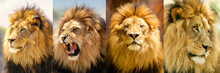 Lion Moods Portrait Of A Lion In His Prime Showing His Different Moods From Aggressive To Reflective And Even Majestic.