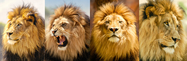 lion moods portrait of a lion in his prime showing his different moods from aggressive to reflective