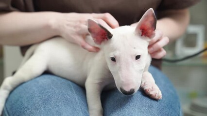 Wall Mural - a mini bull terrier puppy in the arms of a woman in jeans.