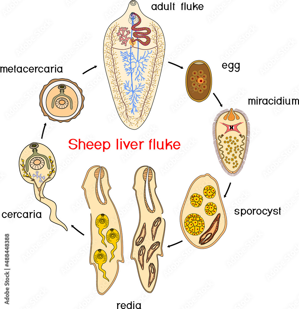 Life cycle of Sheep liver fluke (Fasciola hepatica) isolated on white  background Stock Vector | Adobe Stock, image size:970x1000