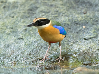 Wall Mural - Blue-winged pitta or Pitta moluccensis. Colorful passerine bird on ground. Colorful Blue-winged Pitta perched on ground. Blue - wing Pitta bird.