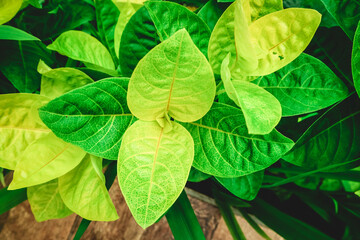 Poster - Zamioculcas zamifolia leaves macro photography