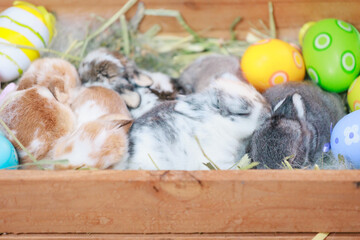 Wall Mural - Group of baby Holland lop rabbits in the nest with mommy fur and hay and decorate with Easter eggs. Happy Easter Happy holiday.