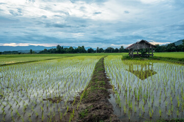 Wall Mural - Newly planted rice fields and old huts. rural fields in countryside.