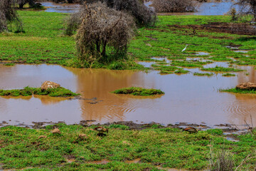 Wall Mural - Egyptian goose (Alopochen aegyptiaca) in Ngorongoro Crater National Park in Tanzania. Wildlife of Africa