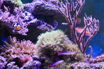 Poster - Reef tank, marine aquarium. Blue aquarium full of fishes and plants. Tank filled with water for keeping live underwater animals. Gorgonaria, Clavularia. Zoanthus. Zebra apogon. Zebrasoma. Percula.