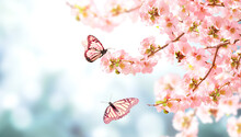 Horizontal Banner With Japanese Quince Flowers  And Two Monarch Butterfly On Sunny Backdrop