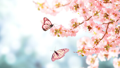 Fotomurales - Horizontal banner with Japanese Quince flowers and two Monarch butterfly on sunny backdrop