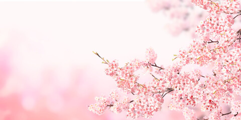Fotomurales - Horizontal banner with sakura flowers of pink color on sunny backdrop
