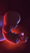 3d rendered illustration of a human fetus  - week 12