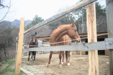 two horses on a farm