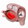 3d rendered illustration of the heart valves - the bisupid valve