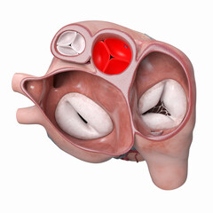 Poster - 3d rendered illustration of the heart valves - the aortic valve