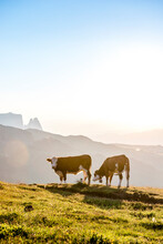 Italy, South Tyrol, Sun Setting Over Two Cows Grazing In Seiser Alm