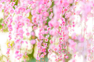 Wall Mural - 枝垂れ梅の花