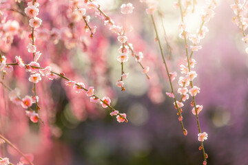 Wall Mural - 枝垂れ梅の花